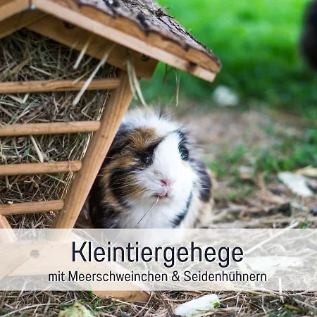 Bio Wichtelweide - Thymian *