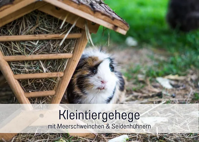 Bio Wichtelweide - Thymian *