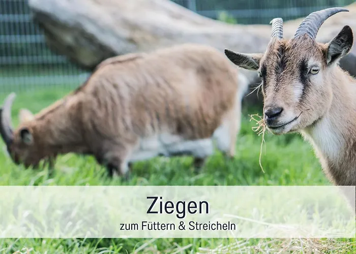 Bio Wichtelweide - Thymian